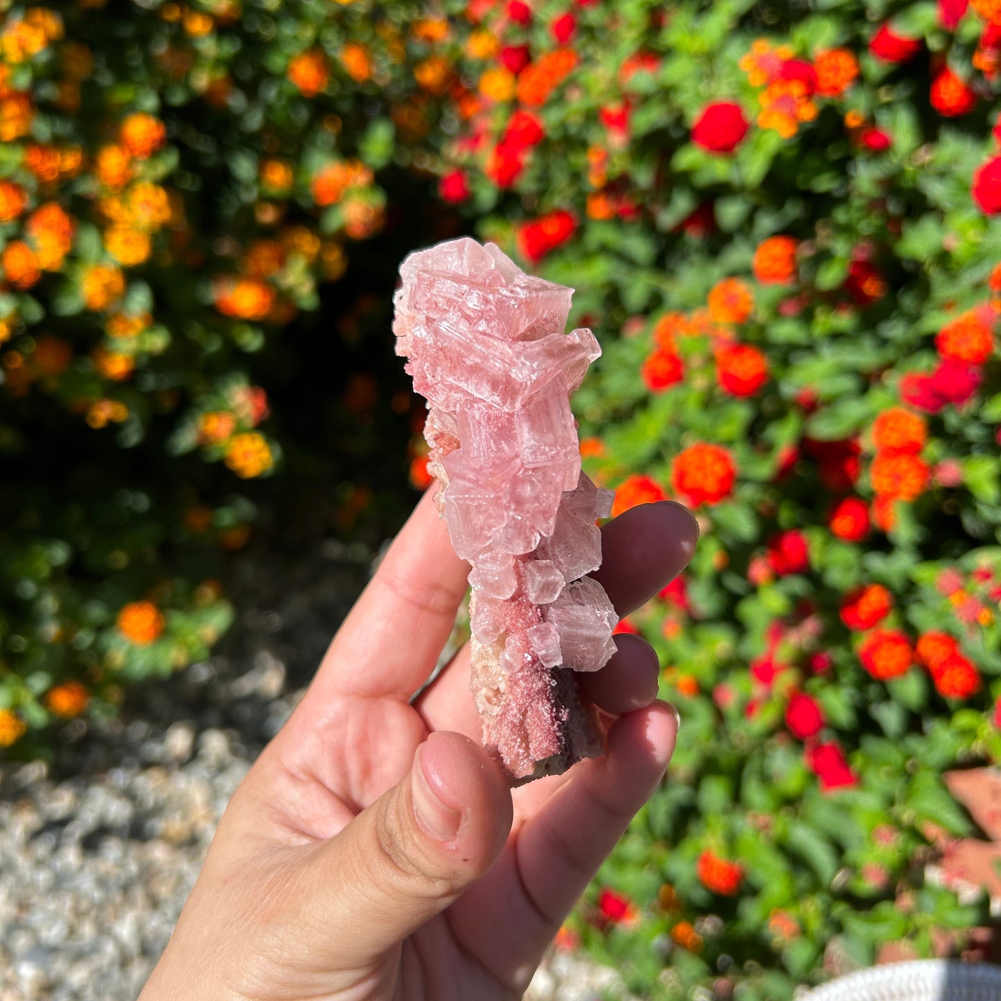 Rose PInk Natural Halite Specimen from Trona